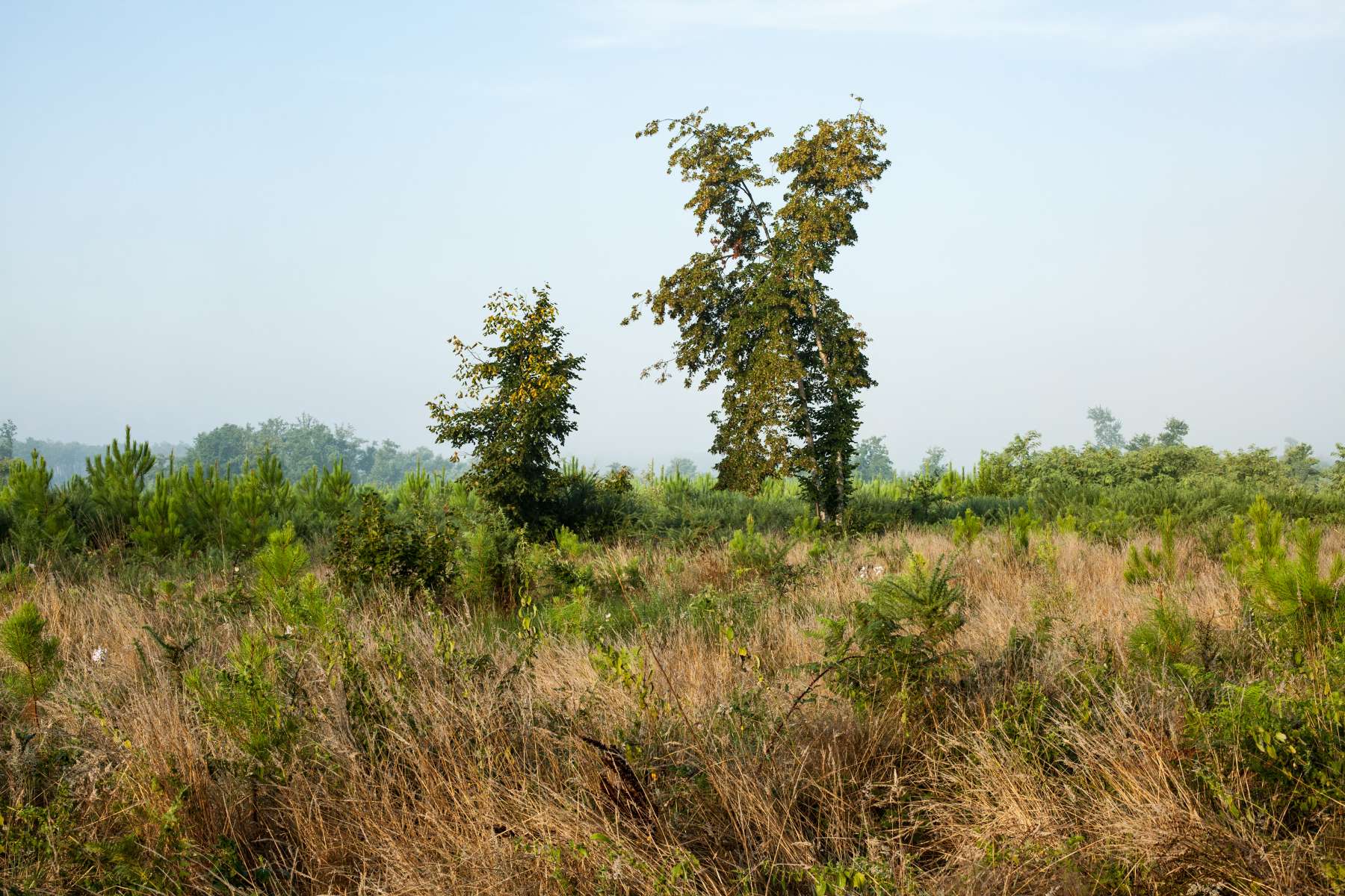 Landes - 2014